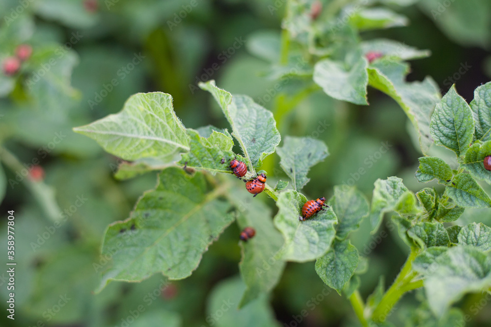 A Colorado beetle larva eating a leaf of a potato plant A Colorado beetle larva eating a leaf of a potato plant