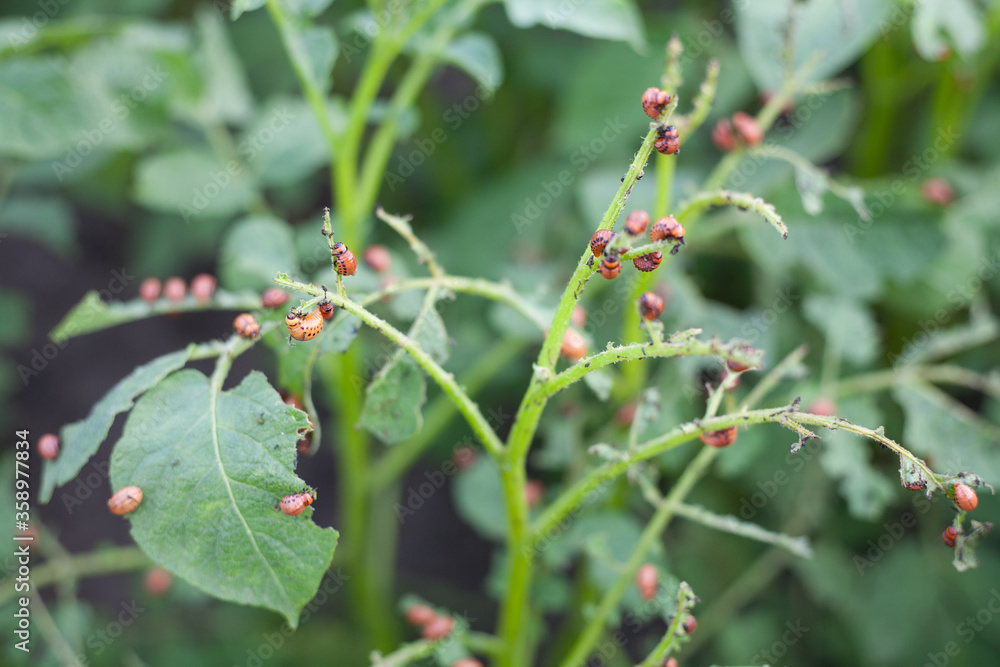 A Colorado beetle larva eating a leaf of a potato plant A Colorado beetle larva eating a leaf of a potato plant