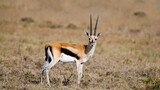 Thomson's Gazelle in the dry grasslands of the Maasai Mara, Kenya