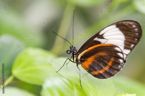 A Cydno Longwing (Heliconius Cydno)
