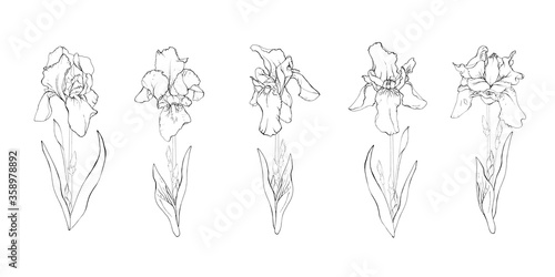 Fototapeta Naklejka Na Ścianę i Meble -  Floral set of hand drawn black outline flowers iris on stem and leaves isolated on white. Collection flowers sketch drawing. Vector stock illustration.