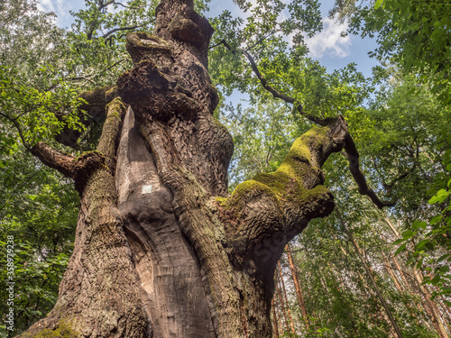 Bartek Mazowiecki oak photo