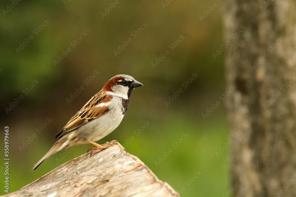 Fototapeta premium A House sparrow (Passer domesticus) male sitting on the branche.