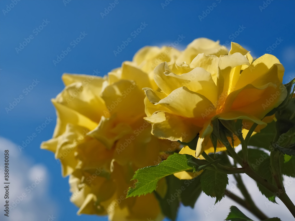 Beautiful yellow roses in front of blue sky Beautiful yellow roses in front of blue sky