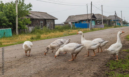 White geese on the street in the Siberian village. Russia.