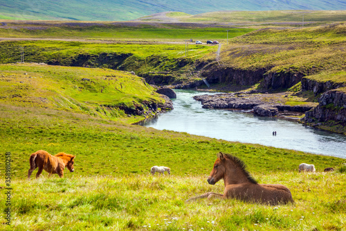 Beautiful Iceland horses © Kushnirov Avraham