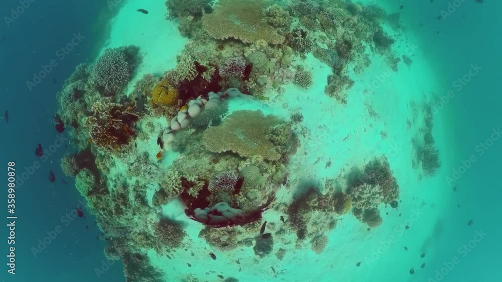 Reef Coral Scene. Tropical underwater sea fish. Hard and soft corals, underwater landscape. Panglao, Bohol, Philippines. Reef Coral Scene. Tropical underwater sea fish. Hard and soft corals, underwater landscape. Panglao, Bohol, Philippines.