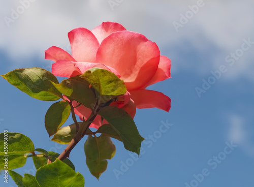 Beautiful red rose in front of blue sky