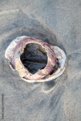Sea Shell in the sand after the waves

