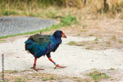 Fototapeta The Takahe bird