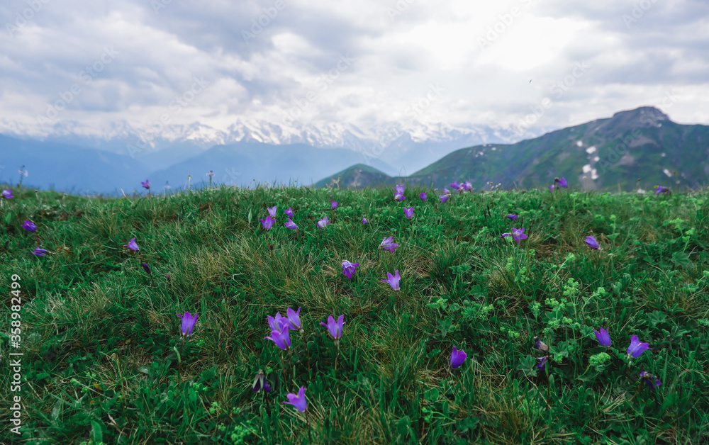 Wild lilac wildflowers with mountain views