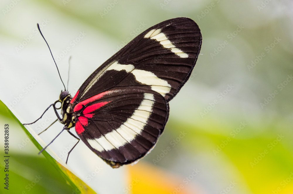 Transandean Cattleheart Butterfly (Parides iphidamas) Transandean Cattleheart Butterfly (Parides iphidamas)