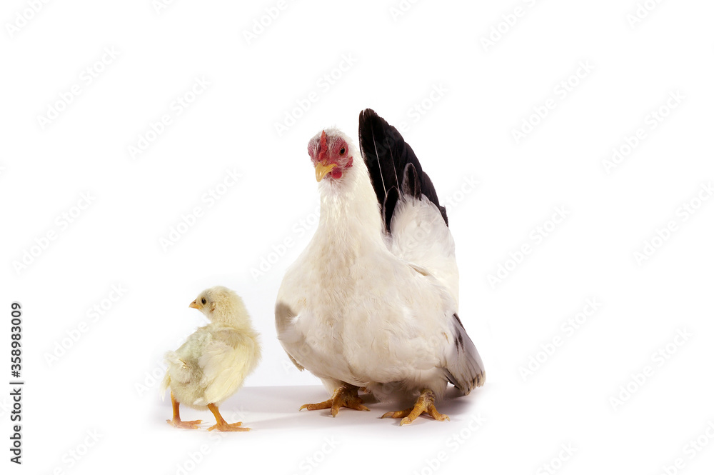 Fototapeta premium NAGASAKI