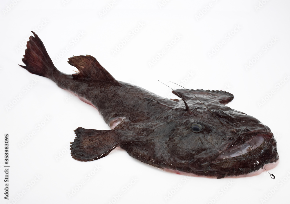 Fototapeta premium LOTTE DE MER