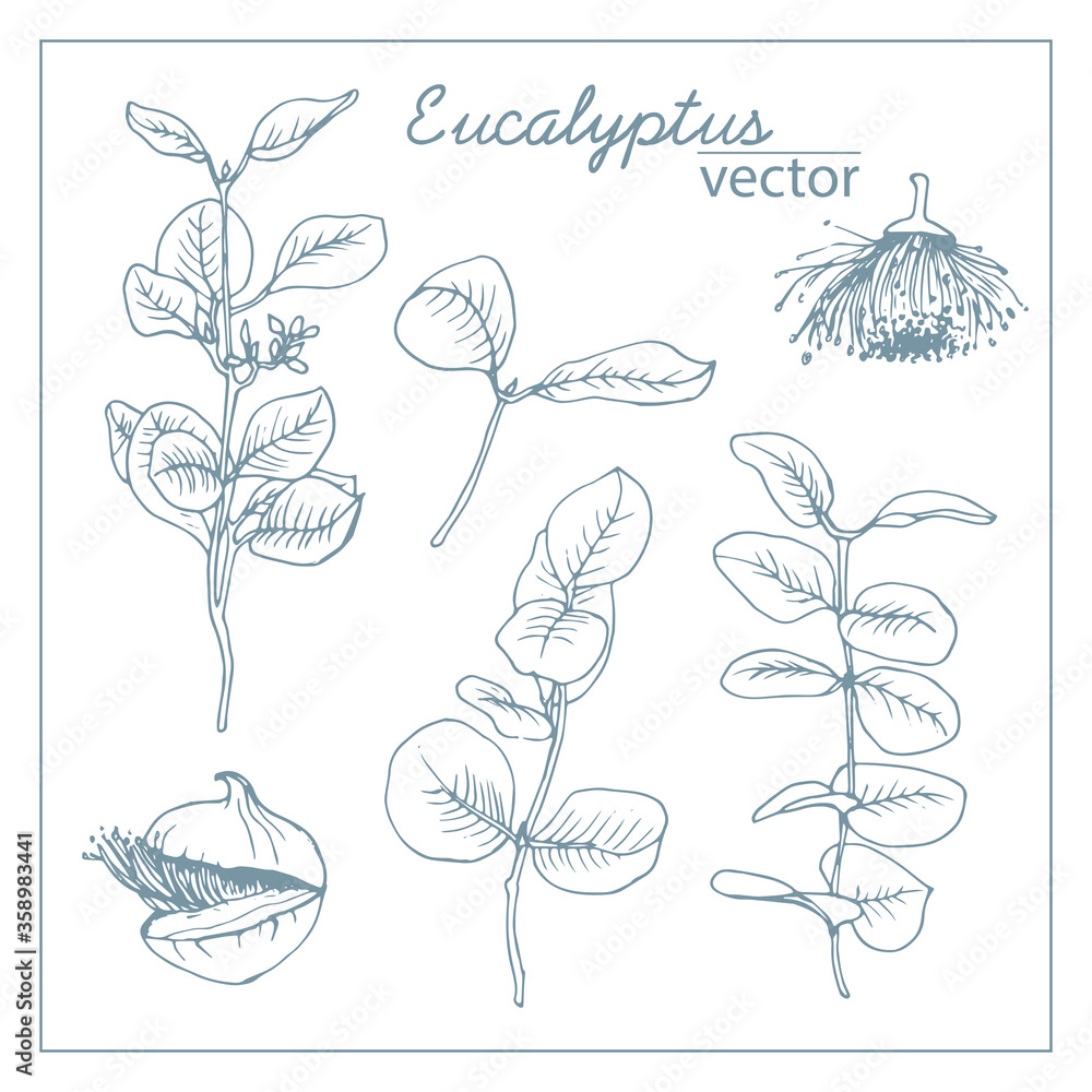 Vector set of branches and flowers of eucalyptus. Blue outline, isolated on a white background, drawn by hand. For creating designs, cards, botanical books, coloring books. Vector set of branches and flowers of eucalyptus. Blue outline, isolated on a white background, drawn by hand. For creating designs, cards, botanical books, coloring books.