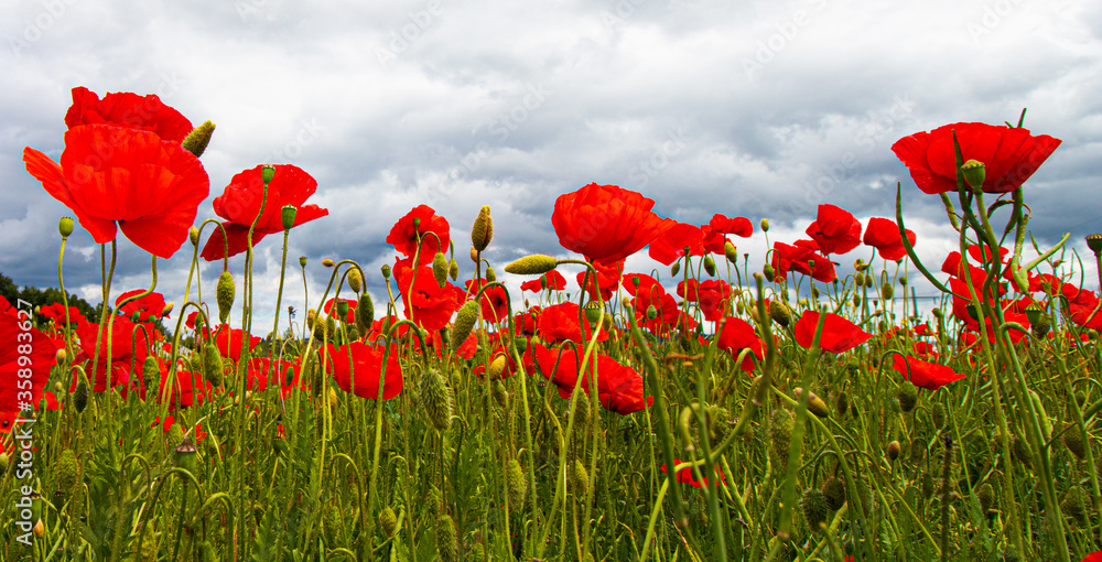 Poppy flower or Papaver rhoeas in green field in front of blue and atmospheric sky