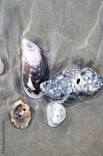 Sea Shell in the sand after the waves

