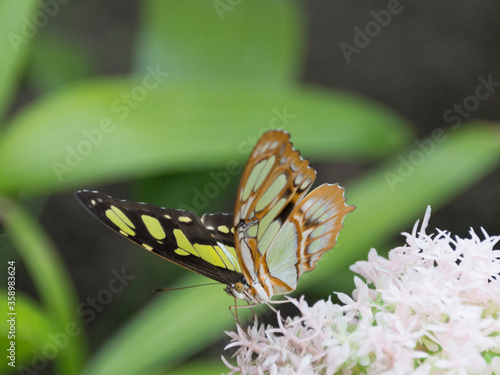 Malachite butterfly (Siproeta stelenes biplagiata) photo