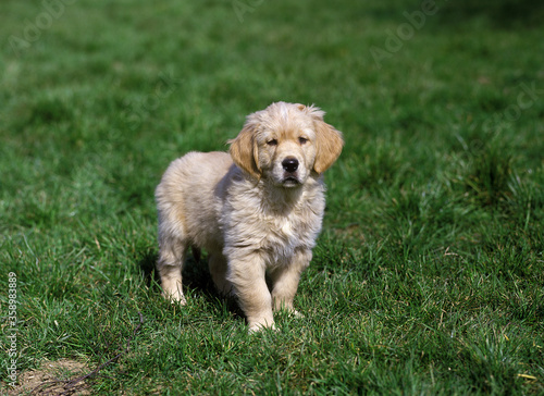 GOLDEN RETRIEVER