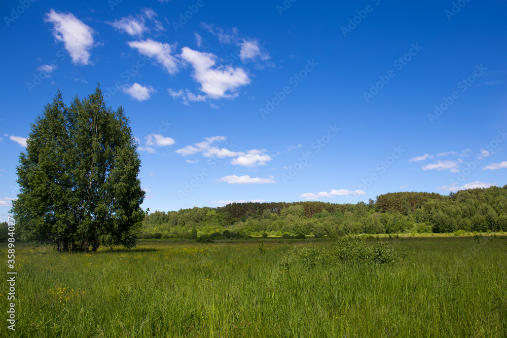 Russian nature landscape with green field, tree and blue sky