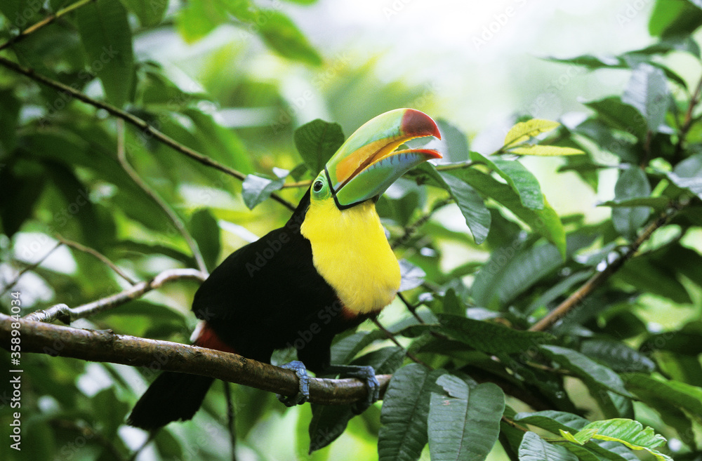 Fototapeta premium TOUCAN A CARENE ramphastos sulfuratus