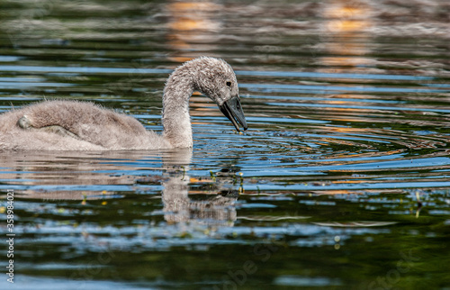 baby swan on lake