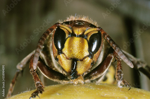 FRELON vespa crabo