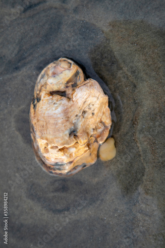 Sea Shell in the sand after the waves

