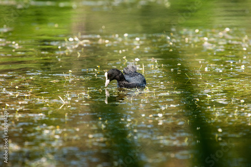 bird on lake 