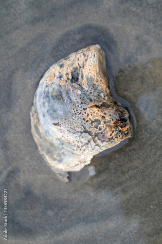 Sea Shell in the sand after the waves

