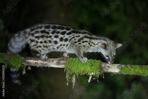 Genet in profile on a branch. © DaniRodri