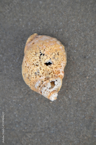 Sea Shell in the sand after the waves

