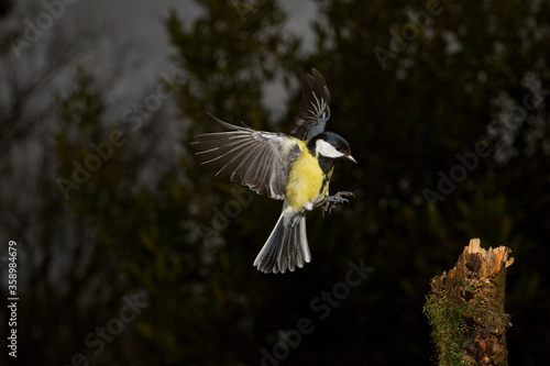 MESANGE CHARBONNIERE parus major