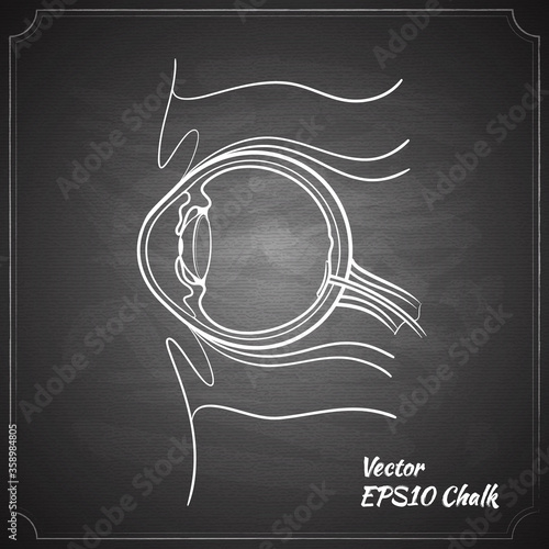 eye anatomy on the chalkboard chalk painted vector illustration