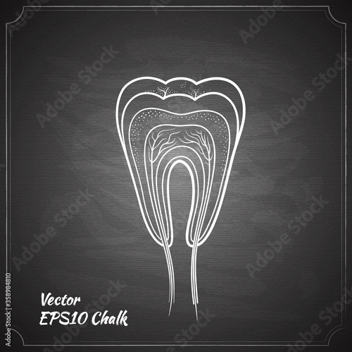 tooth anatomy on the chalkboard chalk painted vector illustration