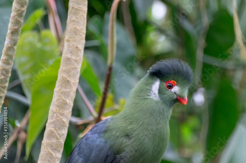 West African Green or Guinea Turaco (Tauraco persa) photo