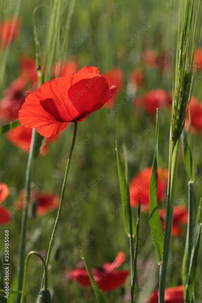 Fototapeta premium Prowansja 2020