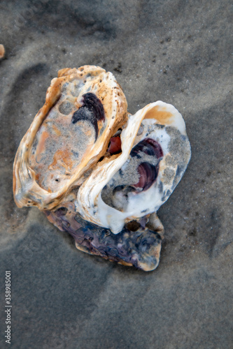 Sea Shell in the sand after the waves

