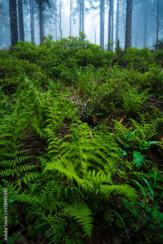 Mglisty poranek w lesie. Zielone rośliny