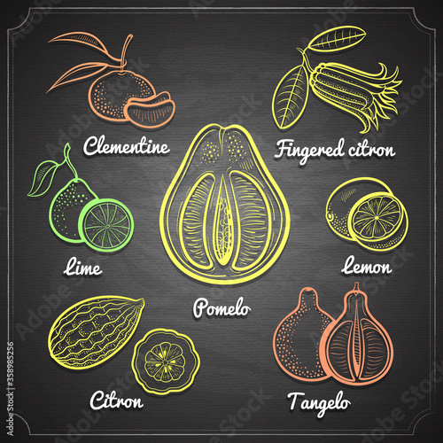 exotic citrus fruits set color chalk painted on black chalkboard vector illustration