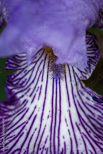 close up of a purple iris