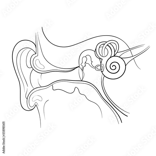 ear anatomy outline vector illustration