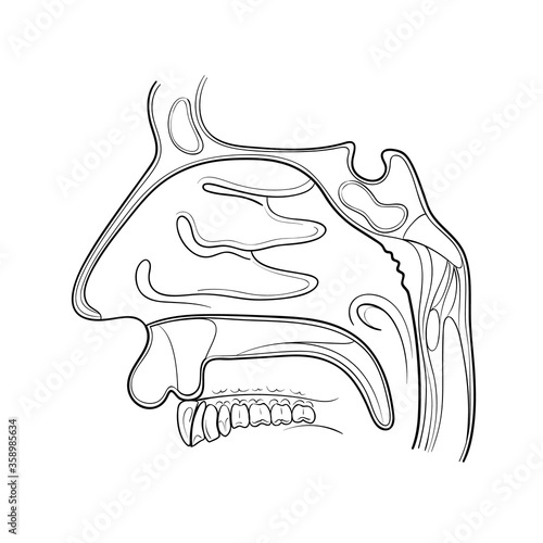 nose anatomy outline vector illustration