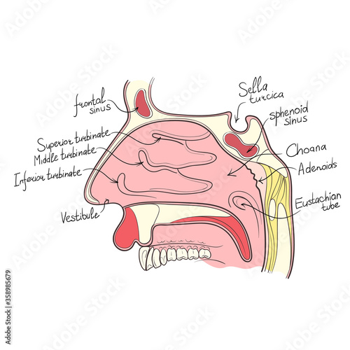 nose anatomy outline vector illustration