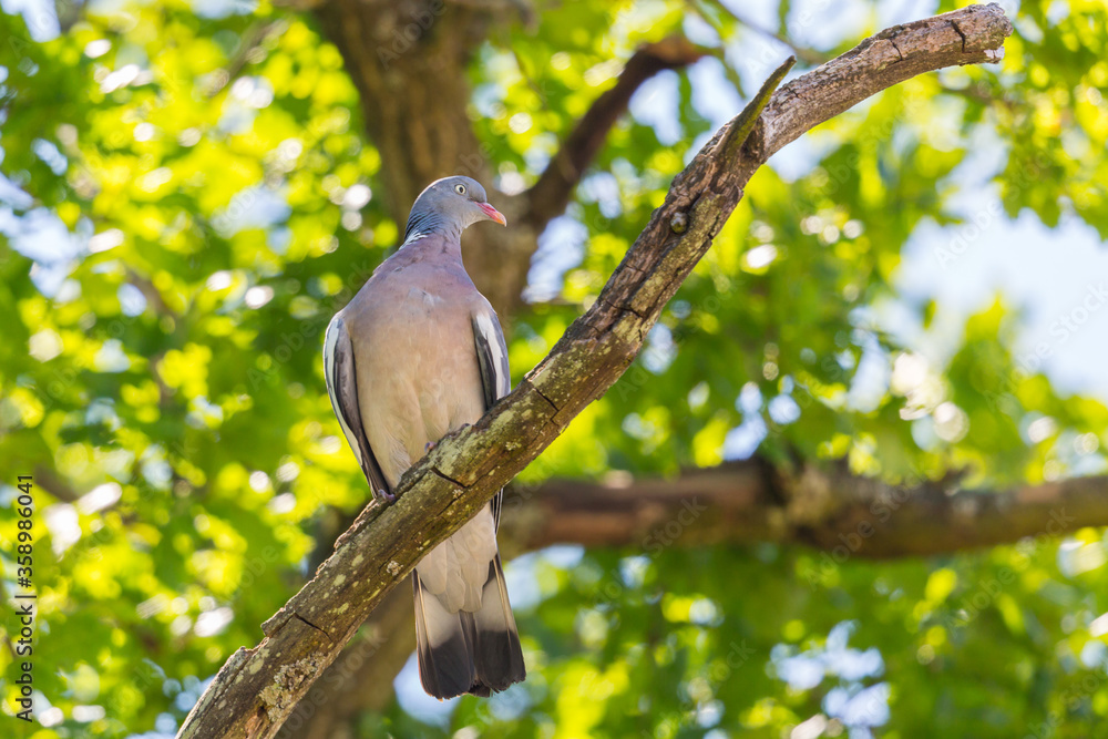 wood pigeon (columba palumbus) sitting on branch in green tree