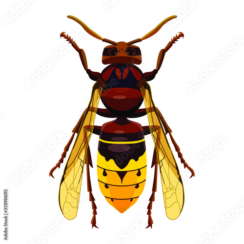 Hornet, insect, stings, predator, isolate on a white background. Vector image