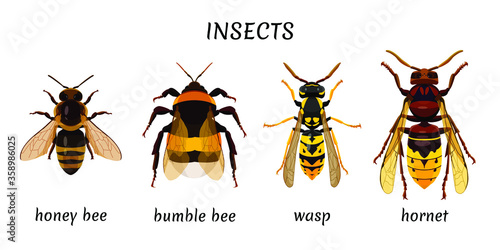 Set insects isolated on a white background. Bee, bumblebee, wasp, hornet. Drawing of insects. Vector image.