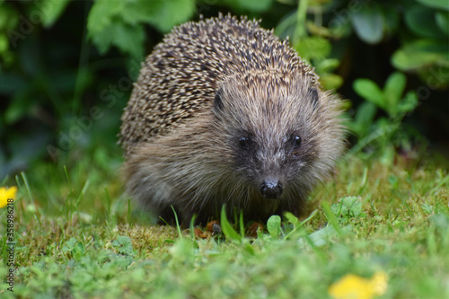 Hedgehog in a British Garden 