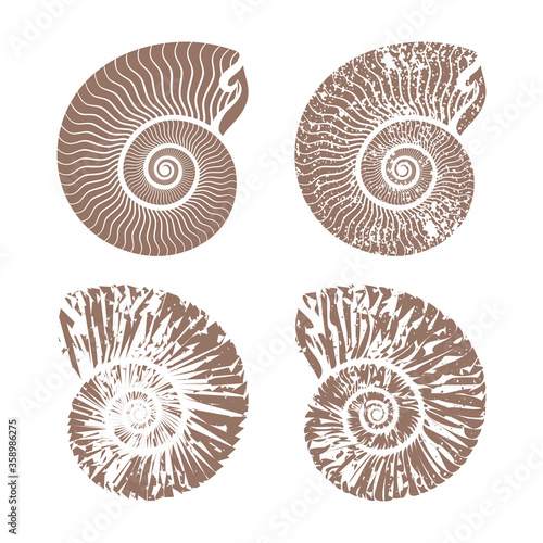seashells nautilus vintage vector collection summer background illustration