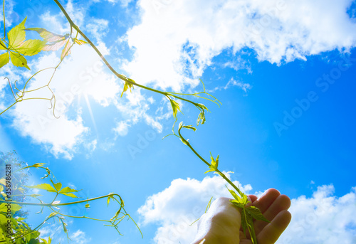 concept photo of young bindweed shoots against the background of blue sky and sun. symbol of Union, help, support, hands reaching out to each other